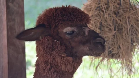 Alpaca head 스톡 동영상 265400825