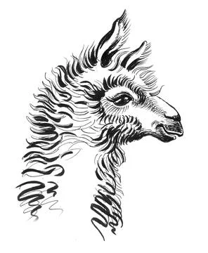 Alpaca head Illustrazione stock