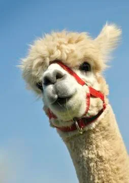 Alpaca head Stock Photos