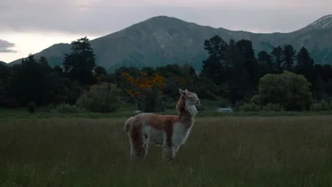 Alpaca Hears Something in Mountain Field Stock Footage 140610983