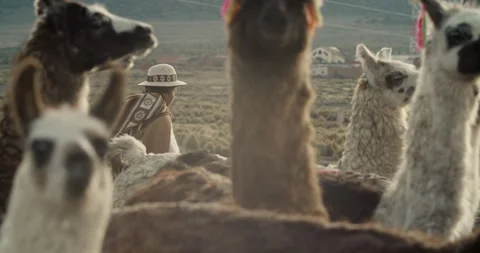 Alpaca Herd and a Shepherd during the day Video stock 270950518