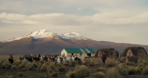Alpaca Herd and a Shepherd in Sajama Stock Footage 270950008