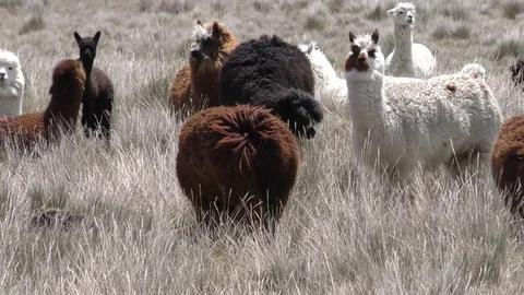 Alpaca herd, Chimborazo, Ecuador 스톡 동영상 128441576