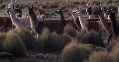 Alpaca Herd Walking in Sajama Stock Footage 270946579