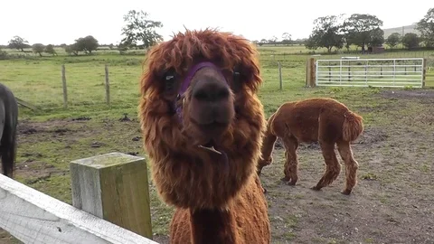 Alpaca inquisitively approaching camera Video stock 79875642