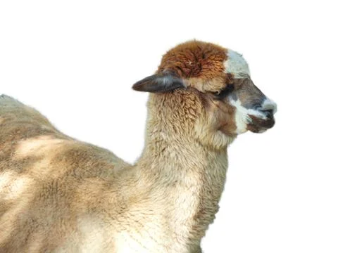Alpaca isolated on white background 库存照片