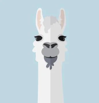 Alpaca lama portrait flat vector Stock Illustration