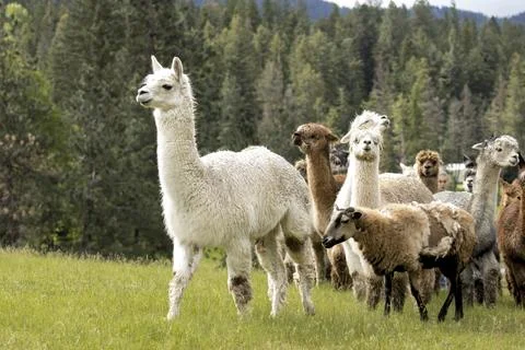 Alpaca leads the group. Stock Photos