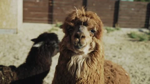Alpaca llama close - up on a farm Stock-Footage 145116028
