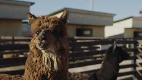 Alpaca llama close - up on a farm Stock-Footage 145116057
