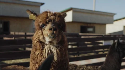 Alpaca llama close - up on a farm Video stock 145116088