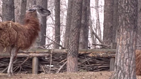 Alpaca llama on the farm Stock Footage 274119413