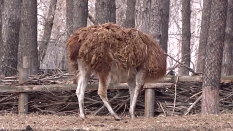 Alpaca llama on the farm Stock Footage 274119414