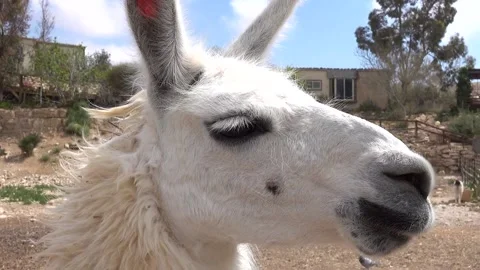 Alpaca Llama Vidéo 162385123
