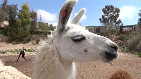 Alpaca Llama Vidéo 162385665