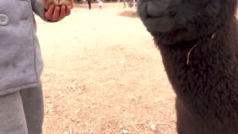 Alpaca Llama Vidéo 162385900