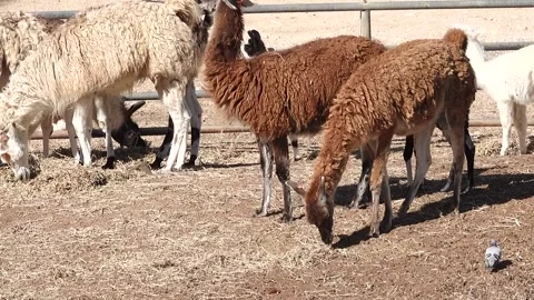 Alpaca Llama 스톡 동영상 162397785
