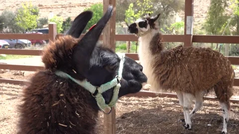 Alpaca Llama 스톡 동영상 162398313