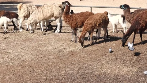 Alpaca Llama 스톡 동영상 162398348