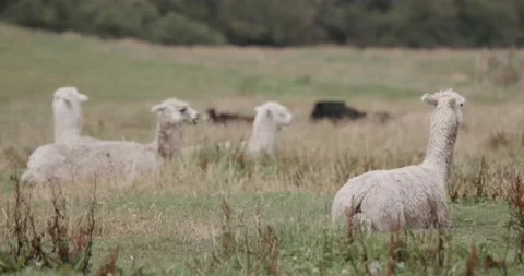 Alpaca / Llama in Nature Stock Footage 232018037