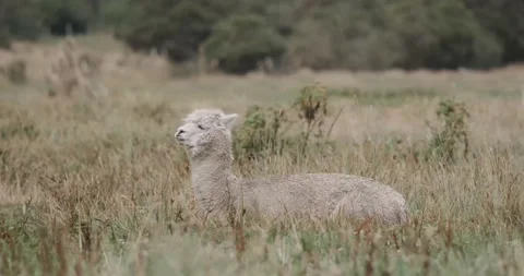 Alpaca / Llama in Nature Stock Footage 232018079