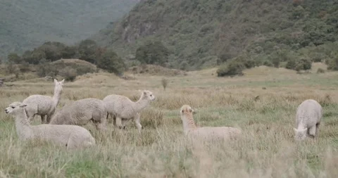 Alpaca / Llama in Nature Stock Footage 232018223