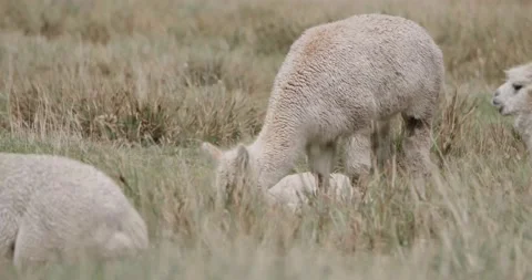 Alpaca / Llama in Nature Stock Footage 232018228