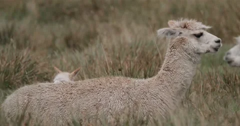 Alpaca / Llama in Nature Stock Footage 232018291