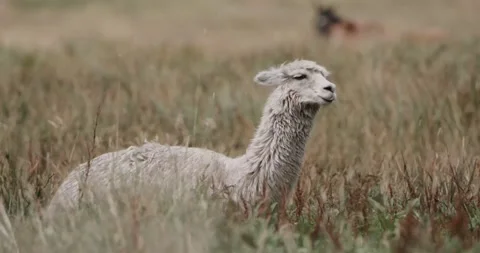 Alpaca / Llama in Nature Stock Footage 232018324