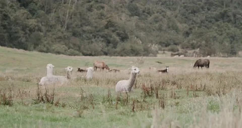 Alpaca / Llama in Nature Stock Footage 232018429