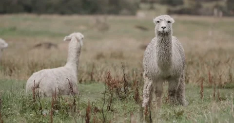 Alpaca / Llama in Nature Stock Footage 232018432