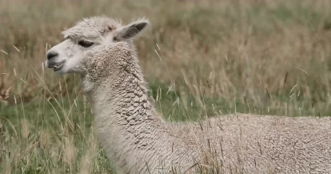 Alpaca / Llama in Nature Stock Footage 232018524