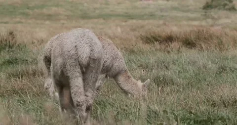 Alpaca / Llama in Nature Stock Footage 232018623