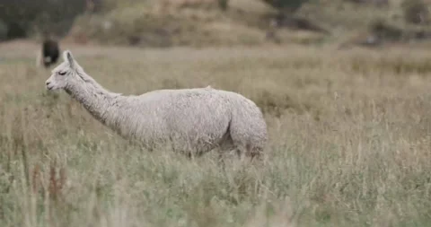 Alpaca / Llama in Nature Stock Footage 232018757