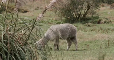 Alpaca / Llama in Nature Stock Footage 232018763