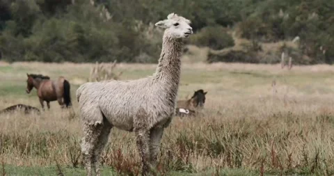 Alpaca / Llama in Nature Stock Footage 232018873