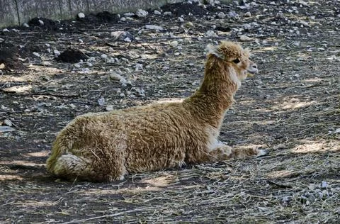 A Alpaca Llama with a pattern of brown and white fur rests in the farmyard Foto stock