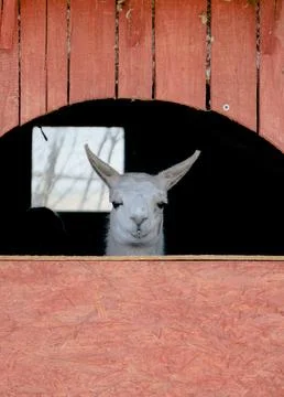 Alpaca locked in the yard Stock-Fotos