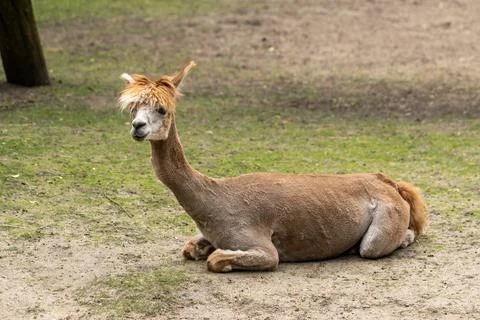Alpaca looking around with a blurred background. Wild animal in zoo, at sum.. Stock Photos
