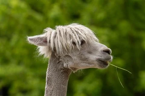 Alpaca looking around with a blurred background. Wild animal in zoo, at sum.. Stock Photos