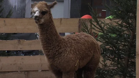 An alpaca looking around Stockbeeldmateriaal 73775548