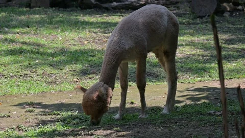 Alpaca looking for food 스톡 동영상 265409518