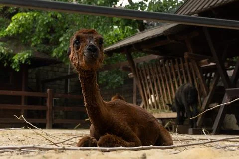 Alpaca looking out of the paddock Stock Photos