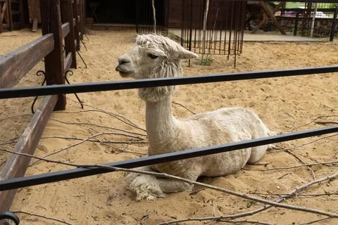 Alpaca looking out of the paddock Stock Photos