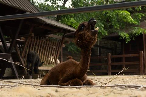 Alpaca looking out of the paddock Stock Photos