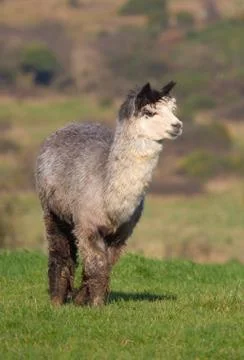Alpaca male in farm field Stock Photos