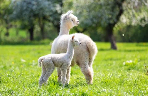 Alpaca with offspring Stock Photos