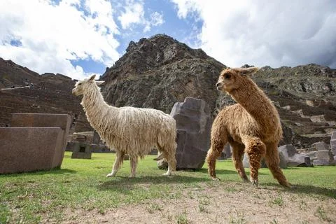 Alpaca in peru fields Stock Photos