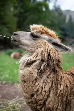 Alpaca in peru fields Stock Photos