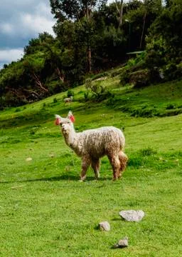 Alpaca in Peru Stock Photos